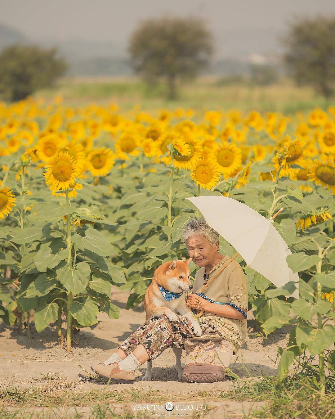 日本摄影师yasuto 镜头中奶奶与柴犬fuku的静谧时光,温暖而美好