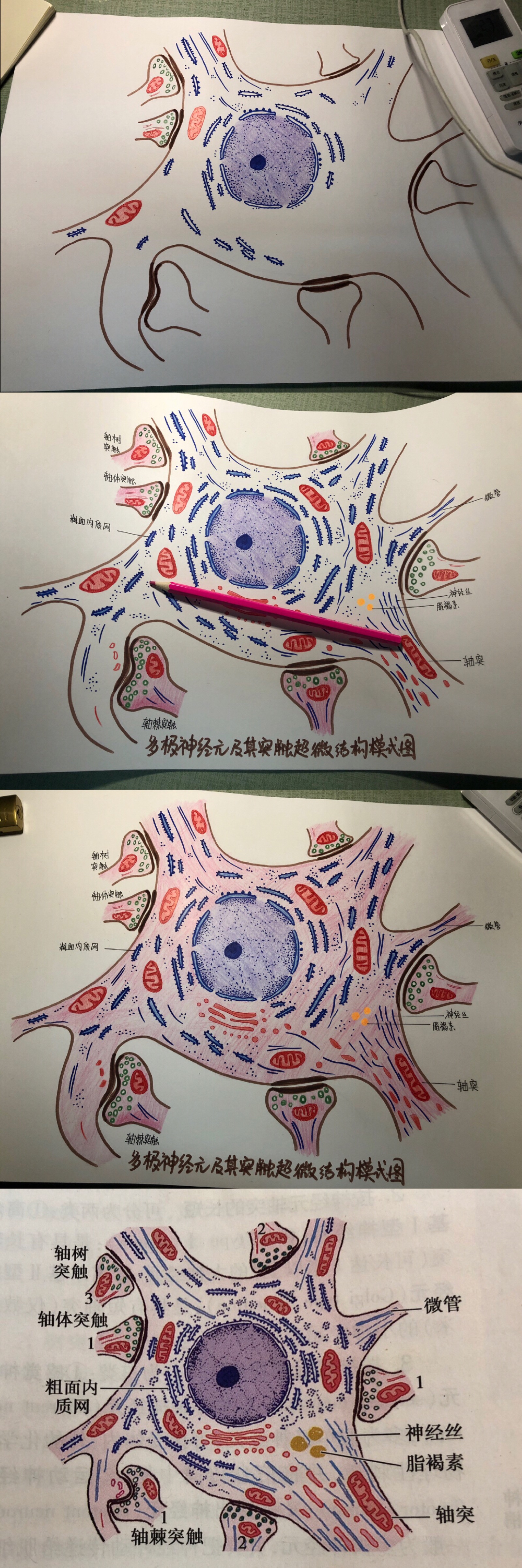 12.18 组胚期末作业