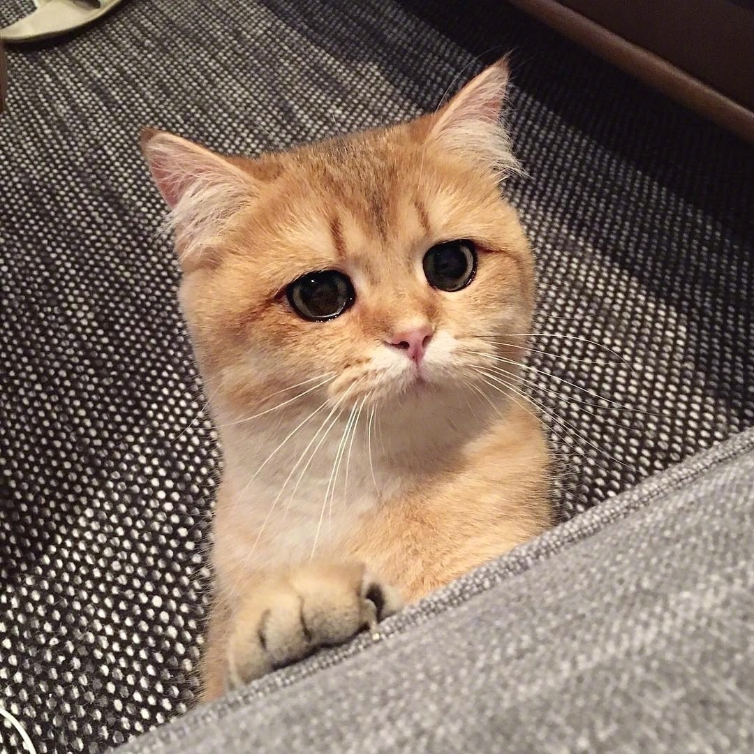 日常吸猫