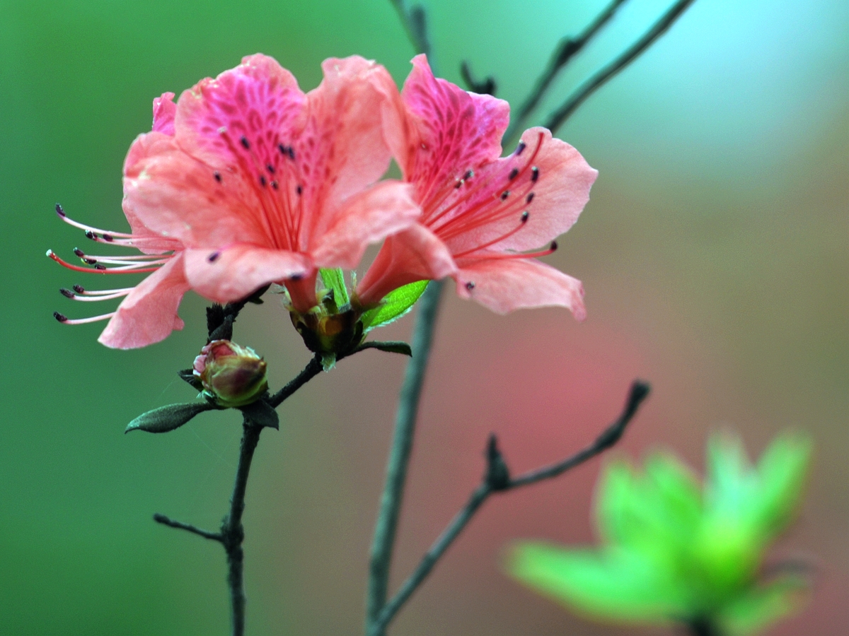 杜鹃花 