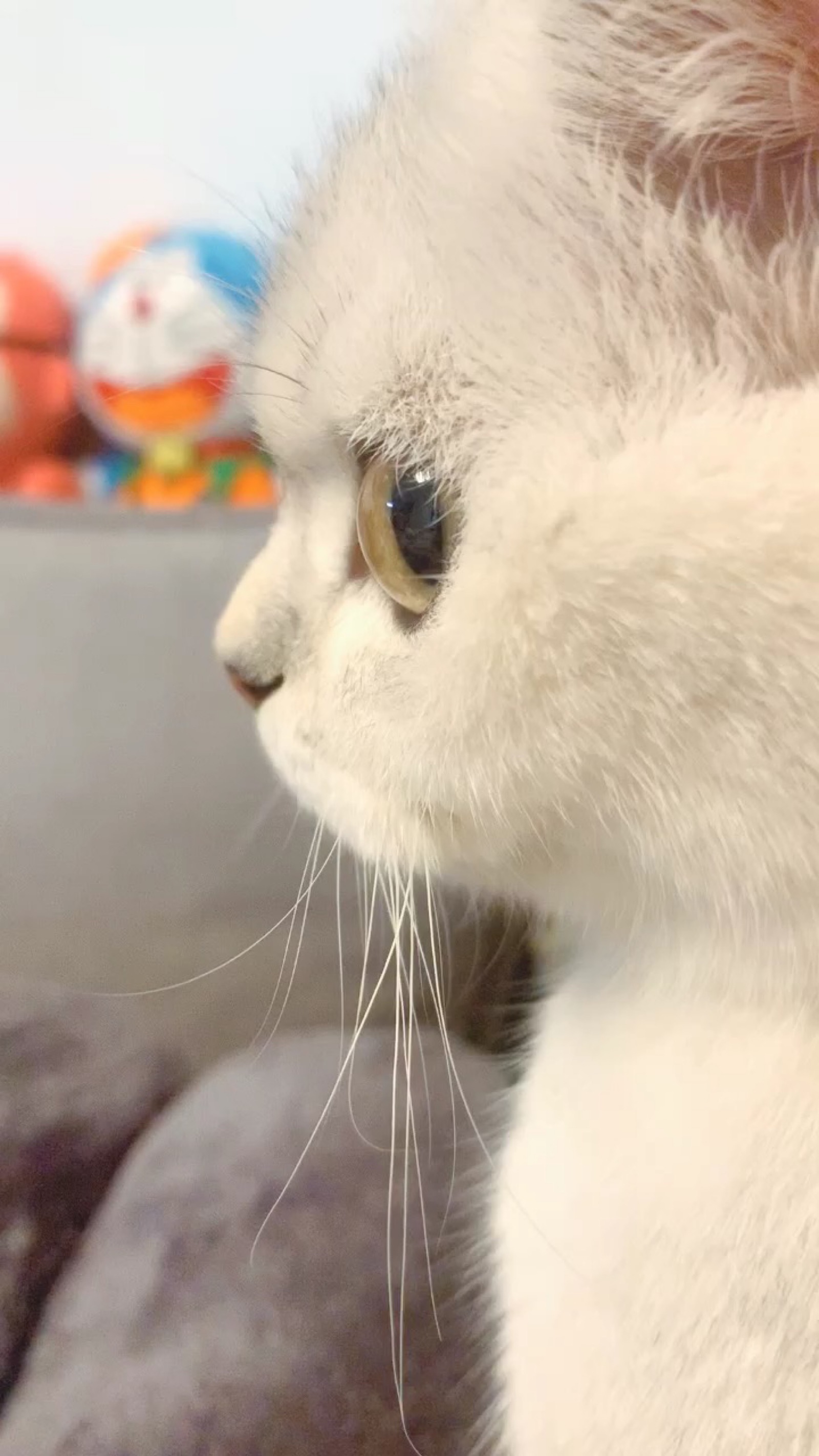 团子—猫咪英短银渐层