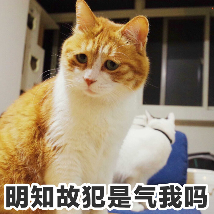 沙雕 猫 表情包