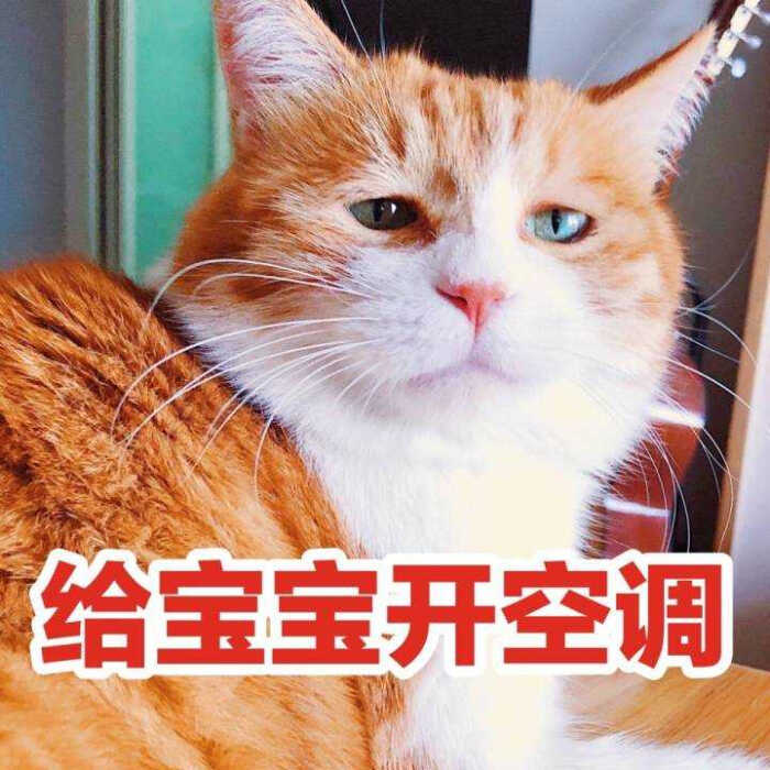 沙雕 猫 表情包