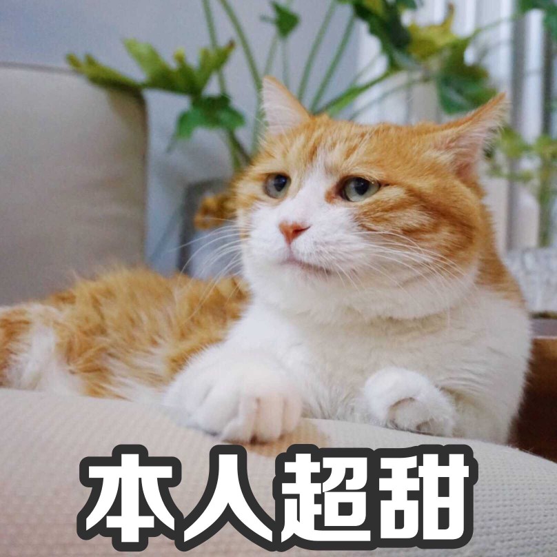 猫咪 恶搞 沙雕 表情包