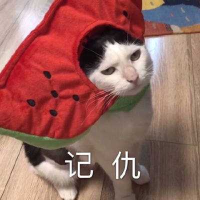 猫咪 可爱 恶搞 表情包