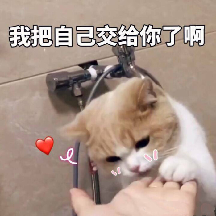 猫咪 狗 沙雕 表情包