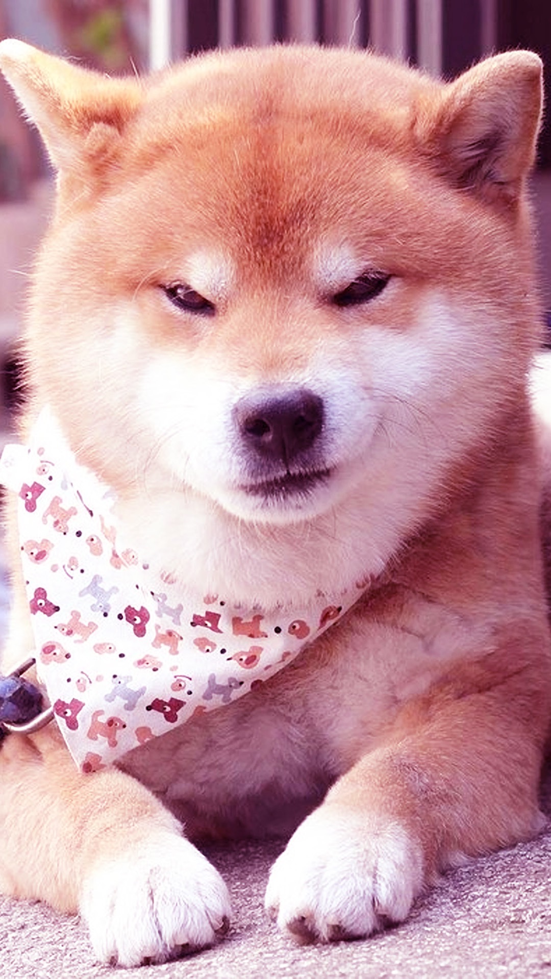 柴犬壁纸