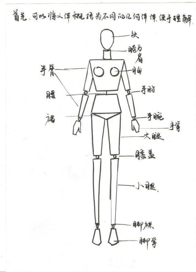 服装设计之人体结构