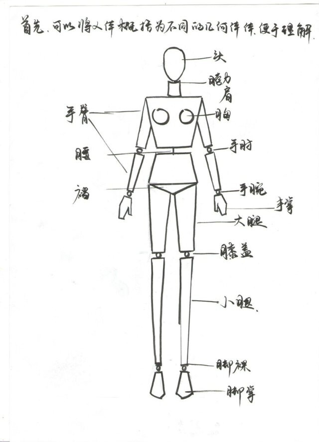 服装设计之人体结构