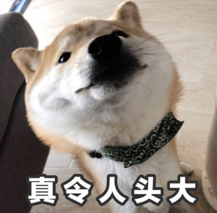 表情包/高糊/高清/熊猫头/猫咪/截图表情/可爱/卖萌/套路/柴犬/沙雕