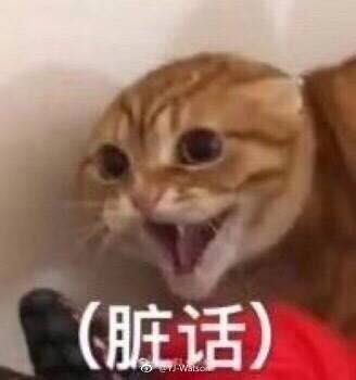 猫 表情包