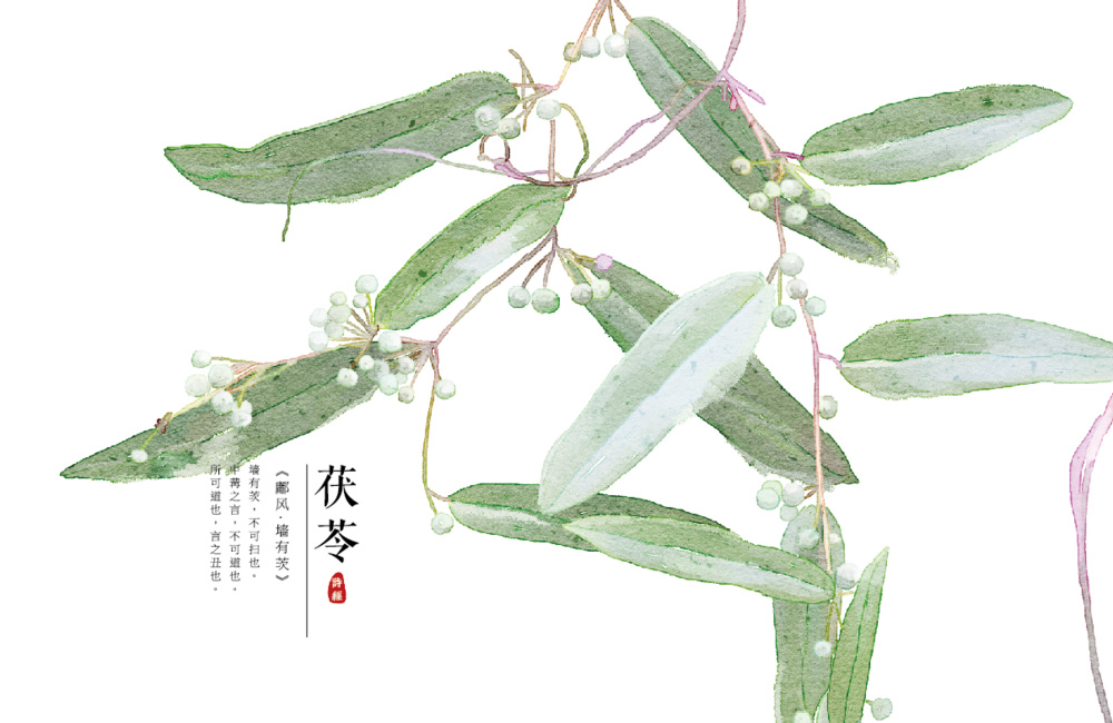 【花间集】作者:秋娘#诗经植物 涂鸦