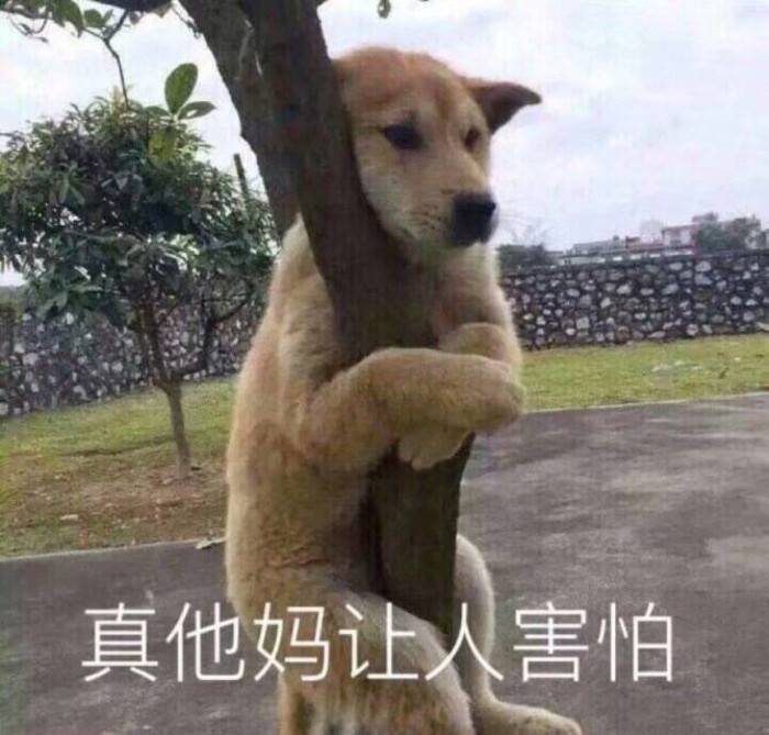 表情包/高糊/高清/熊猫头/猫咪/截图表情/可爱/卖萌/套路/柴犬/沙雕