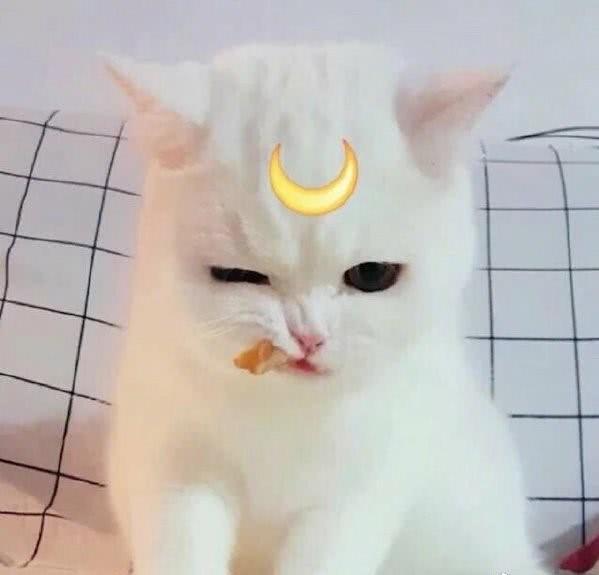 动漫女生可爱高冷美腻美艳头像古风蠢萌