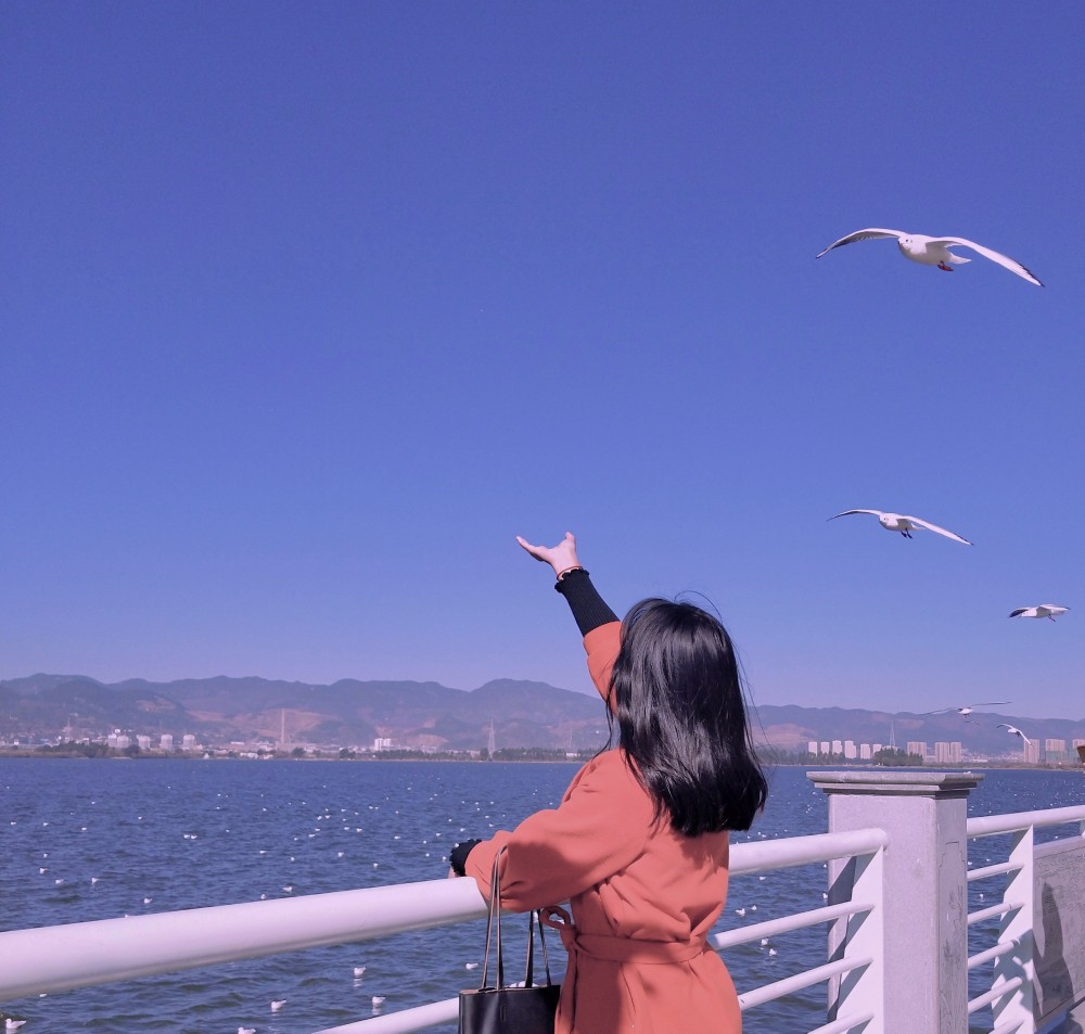 看海鸥 