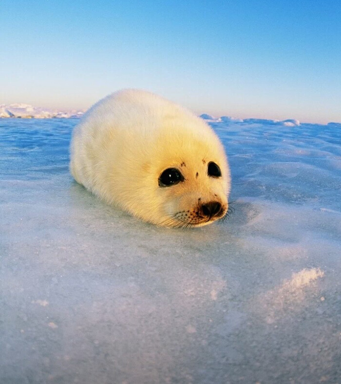 可爱的海豹