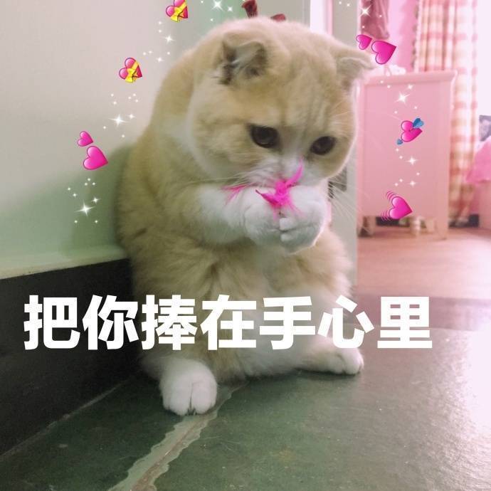 v:dacl_dd 表情包/高糊/高清/熊猫头/猫咪/截图