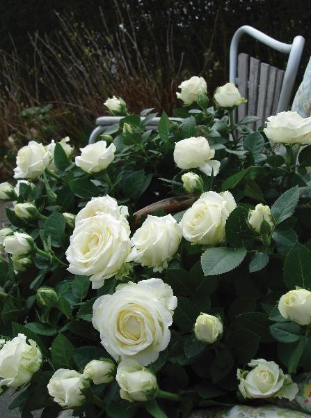 起初园艺 无限永远 白色微月四季开花月季阳台盆栽绿植花卉
