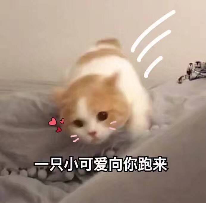 猫咪可爱表情包 萌宠动物