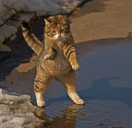 猫咪头像