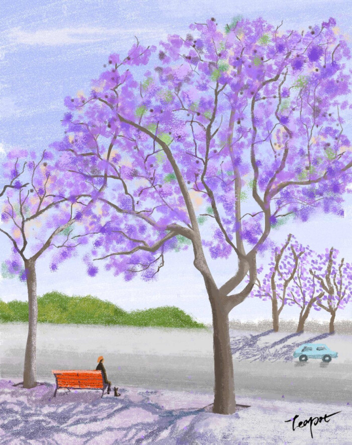 蓝花楹,紫葳科蓝花楹属,高大落叶乔木,开蓝紫色花,是良好的观花观叶