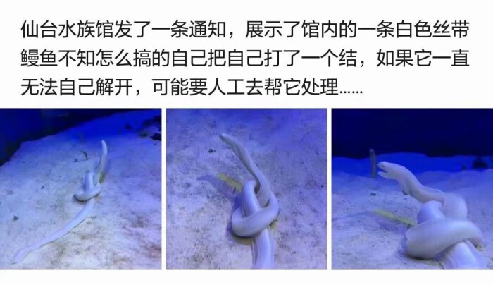 原谅我这一生放纵不羁笑点低 白色丝带鳗鱼不