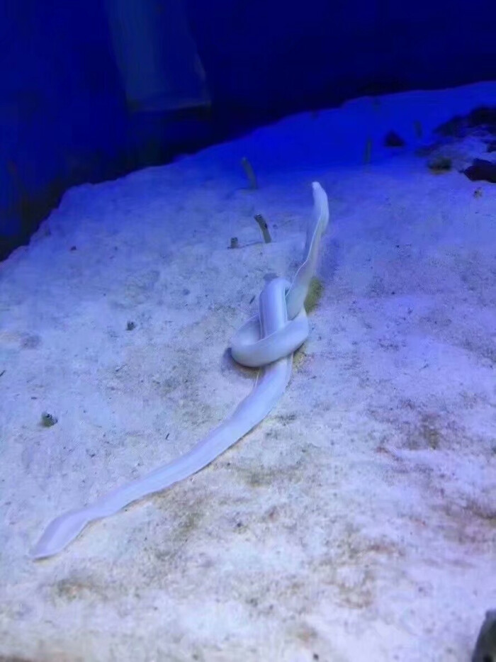 原谅我这一生放纵不羁笑点低 白色丝带鳗鱼不