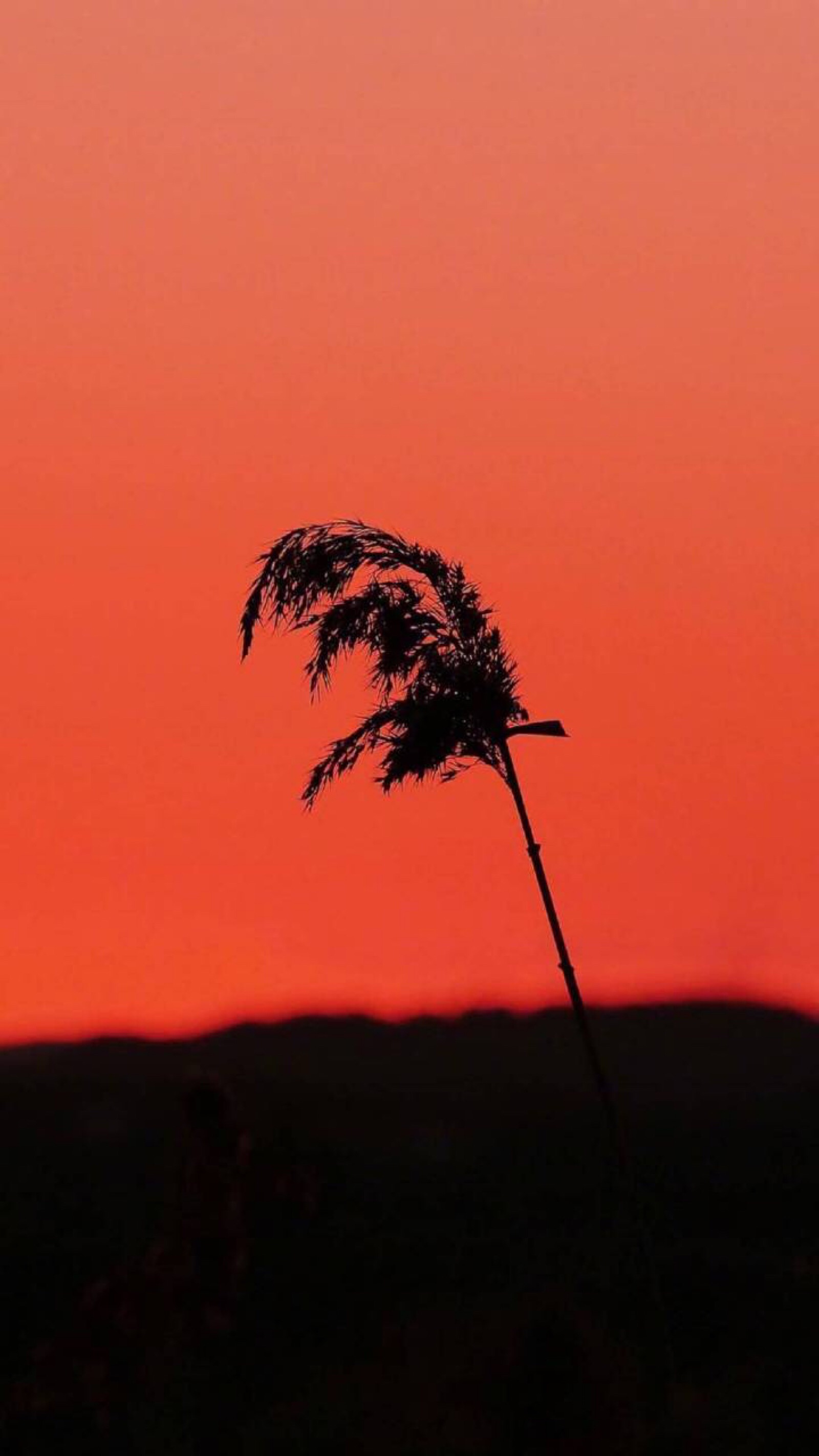 "孤独没什么不好会有一个人拥抱你带你去看夕阳"