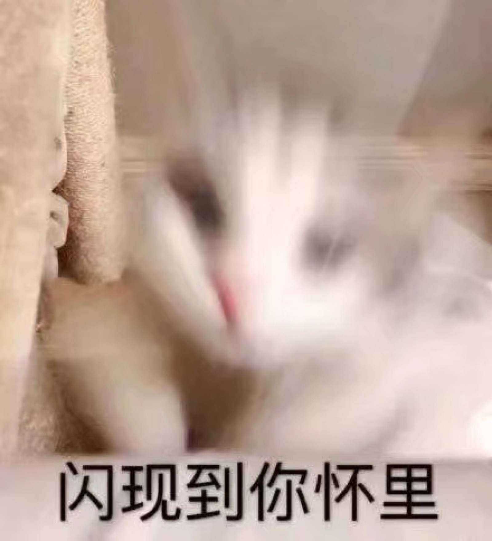 可爱猫咪表情包