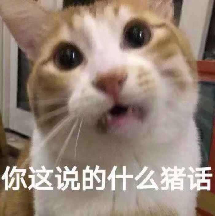 可爱猫咪表情包