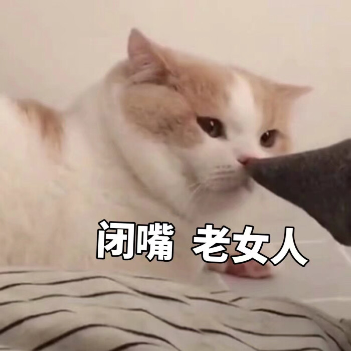 可爱猫咪表情包