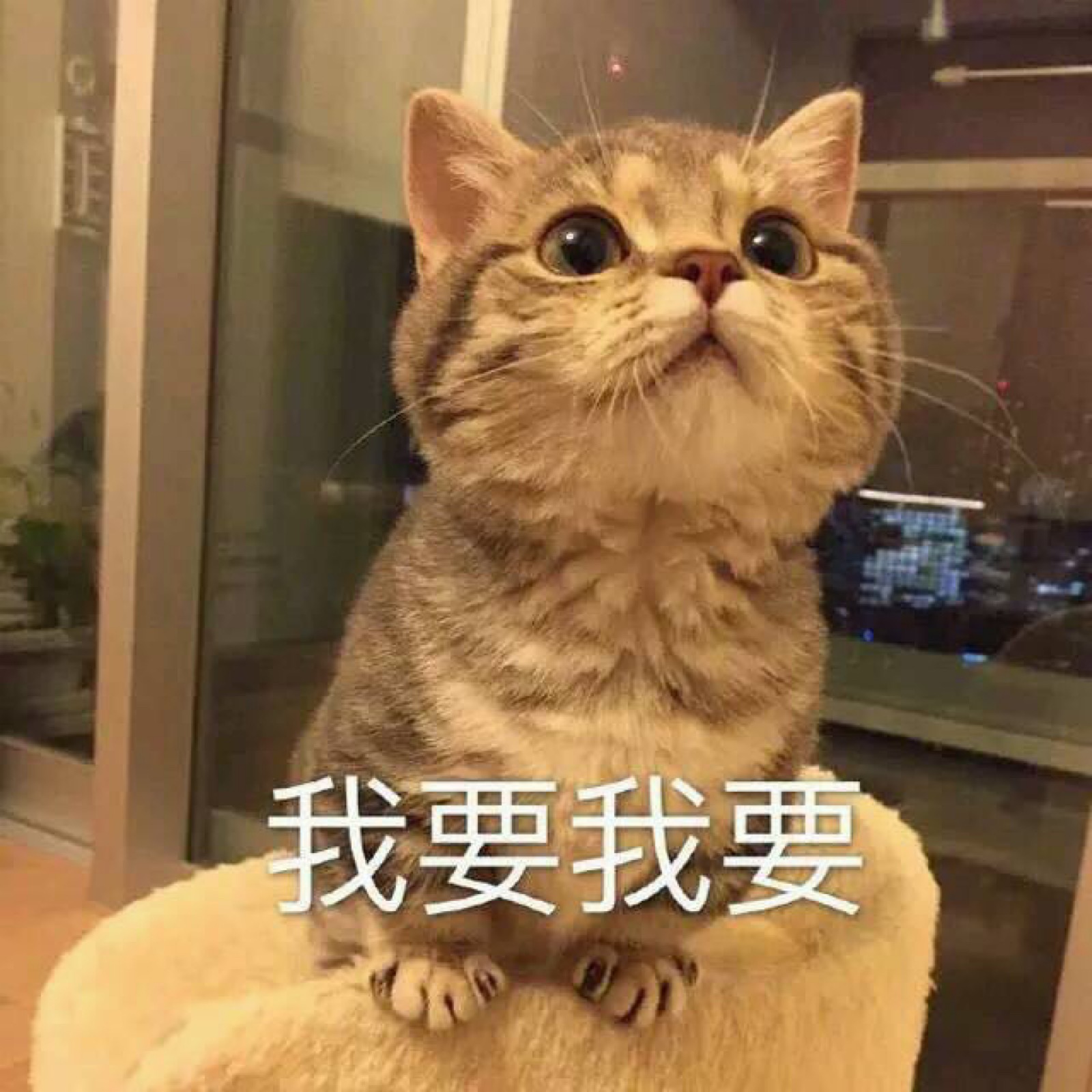 可爱猫咪表情包