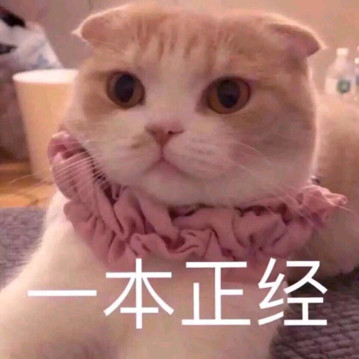 可爱猫咪表情包