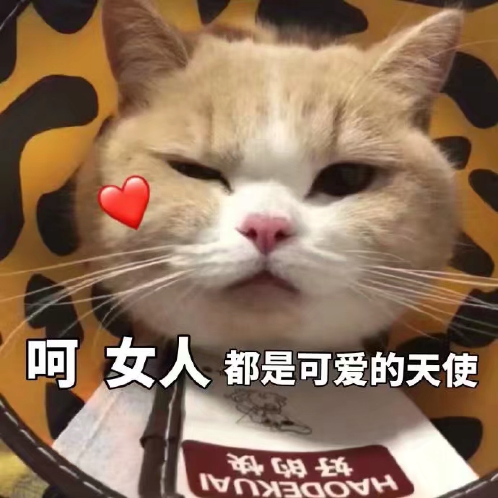 可爱猫咪表情包