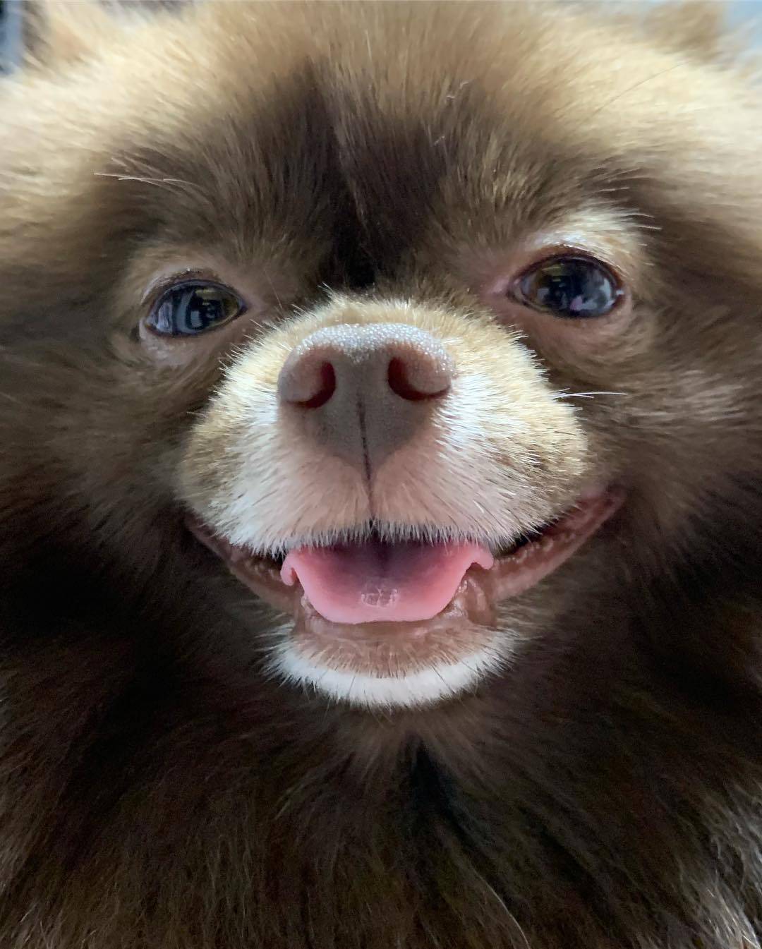 blackpink jennie's kuma