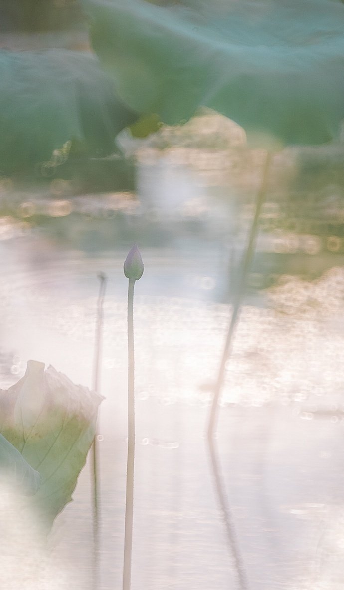 花非花,雾非雾.夜半来,天明去.来如春梦不多时,去似朝云无觅处.