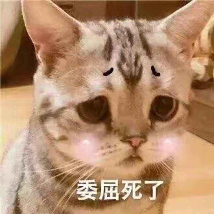 猫咪表情包