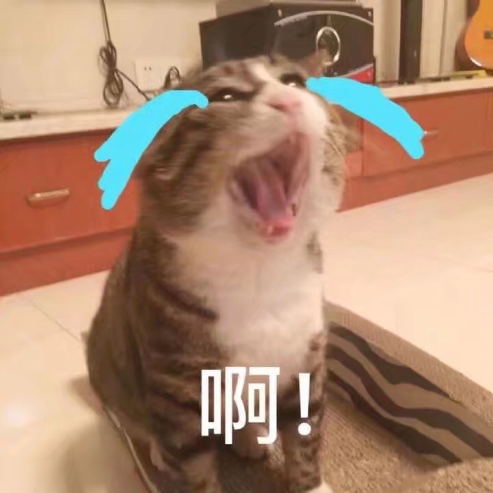 猫咪表情包