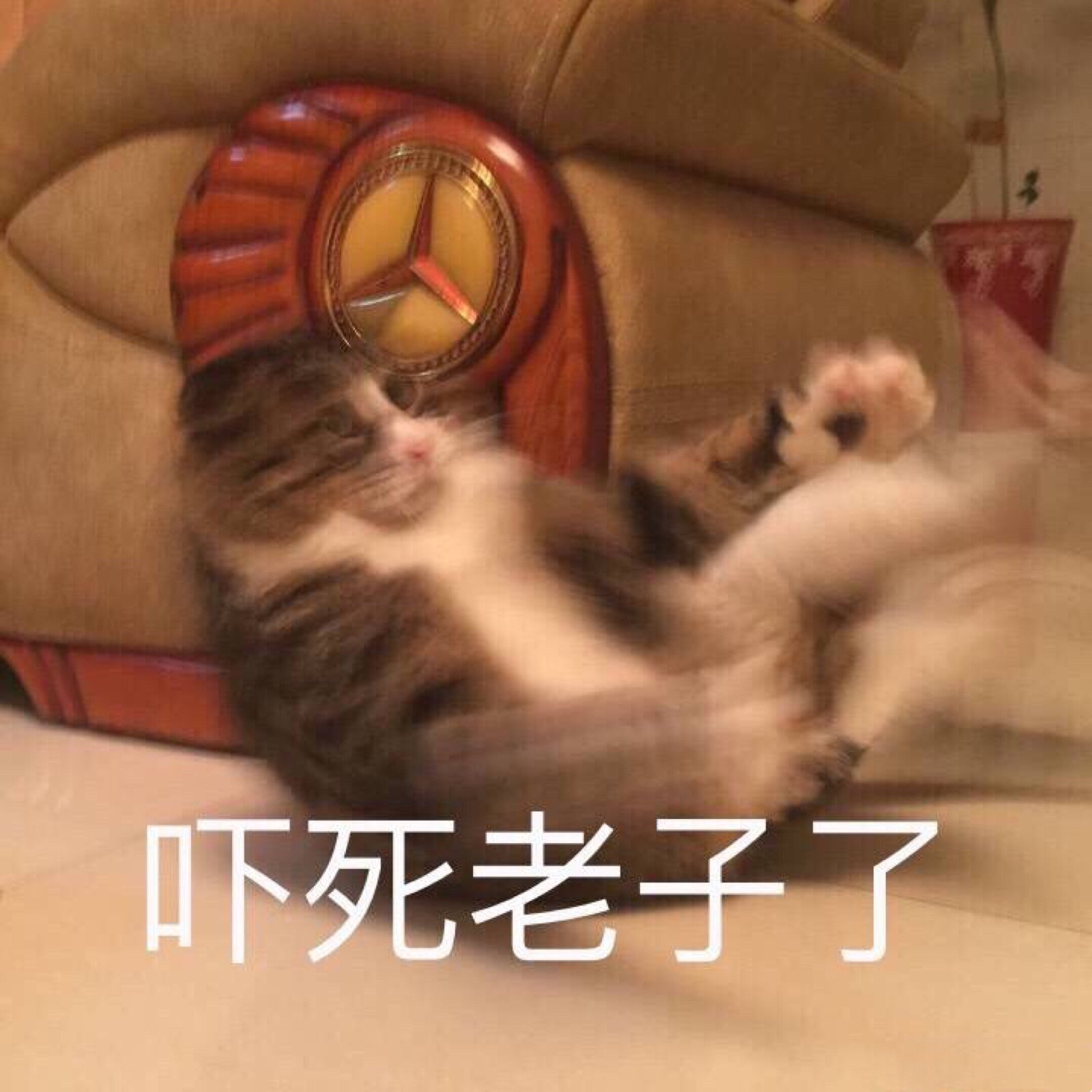 阿肥表情包
