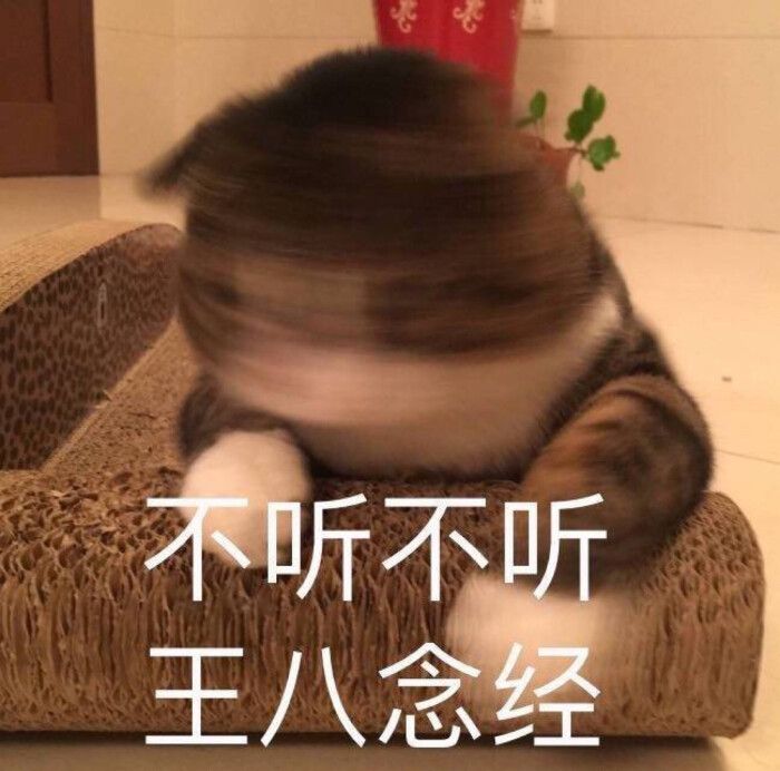 阿肥表情包