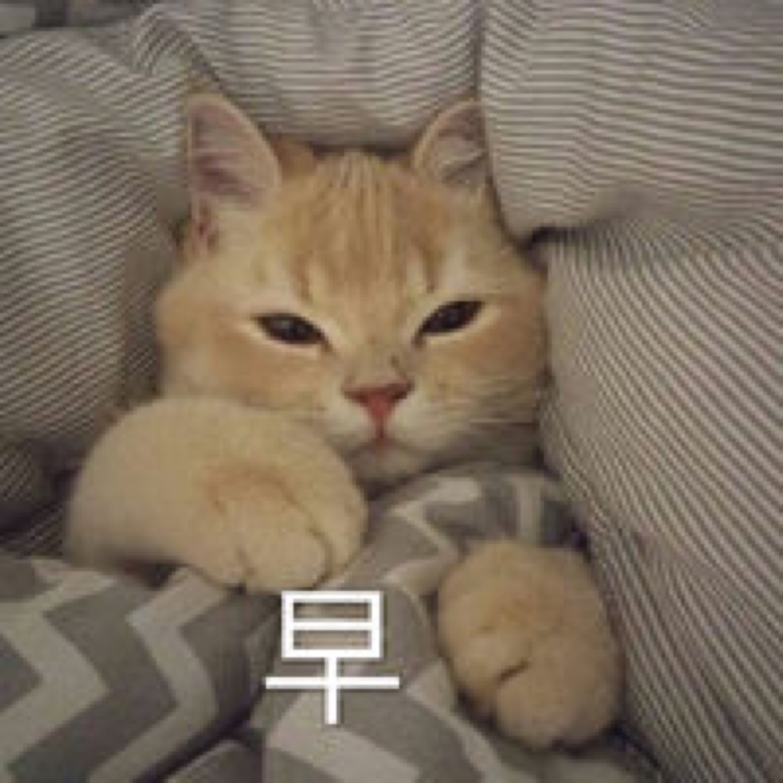 猫猫表情包