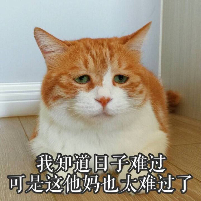 聊天表情包 斗图专用 猫咪系列