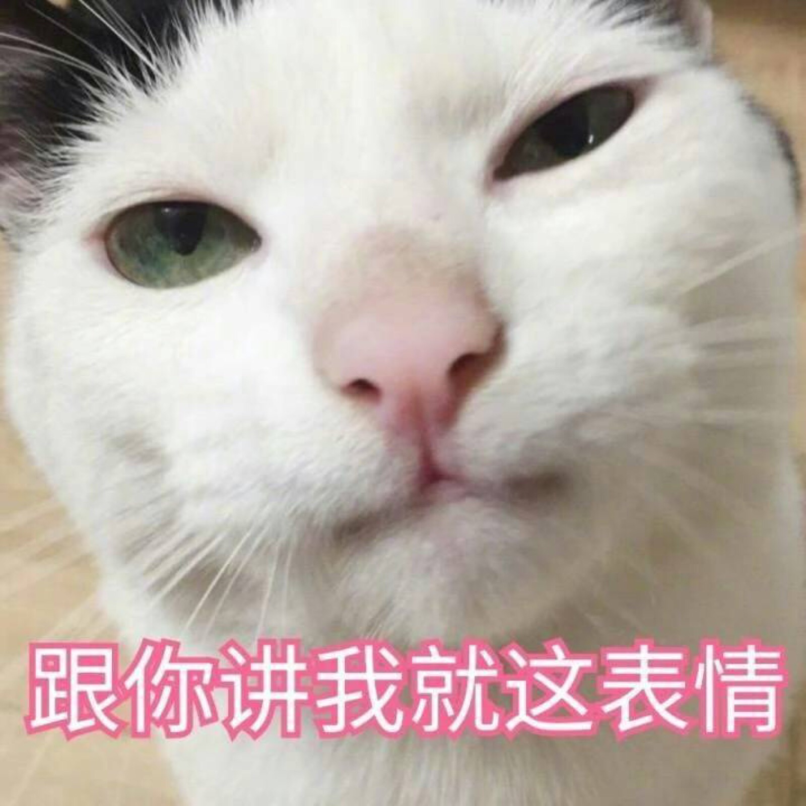 聊天表情包 斗图专用 猫咪系列