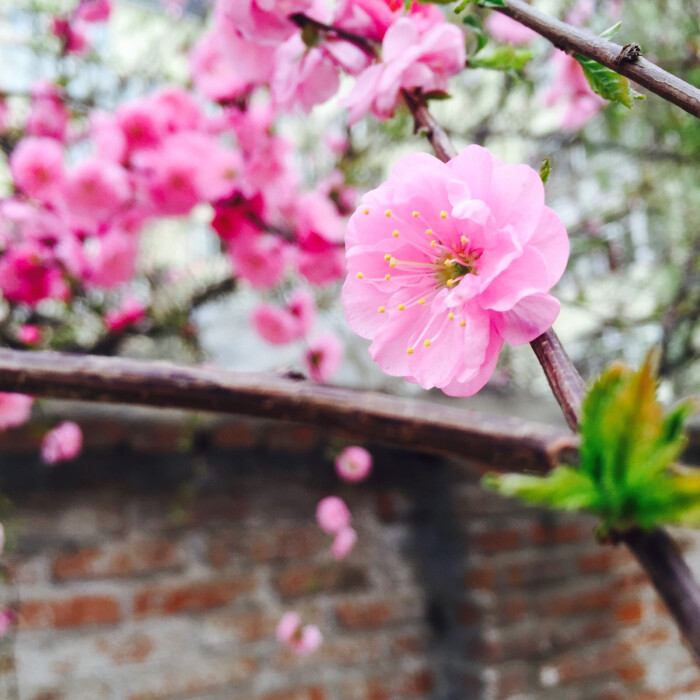 又是一年春来到