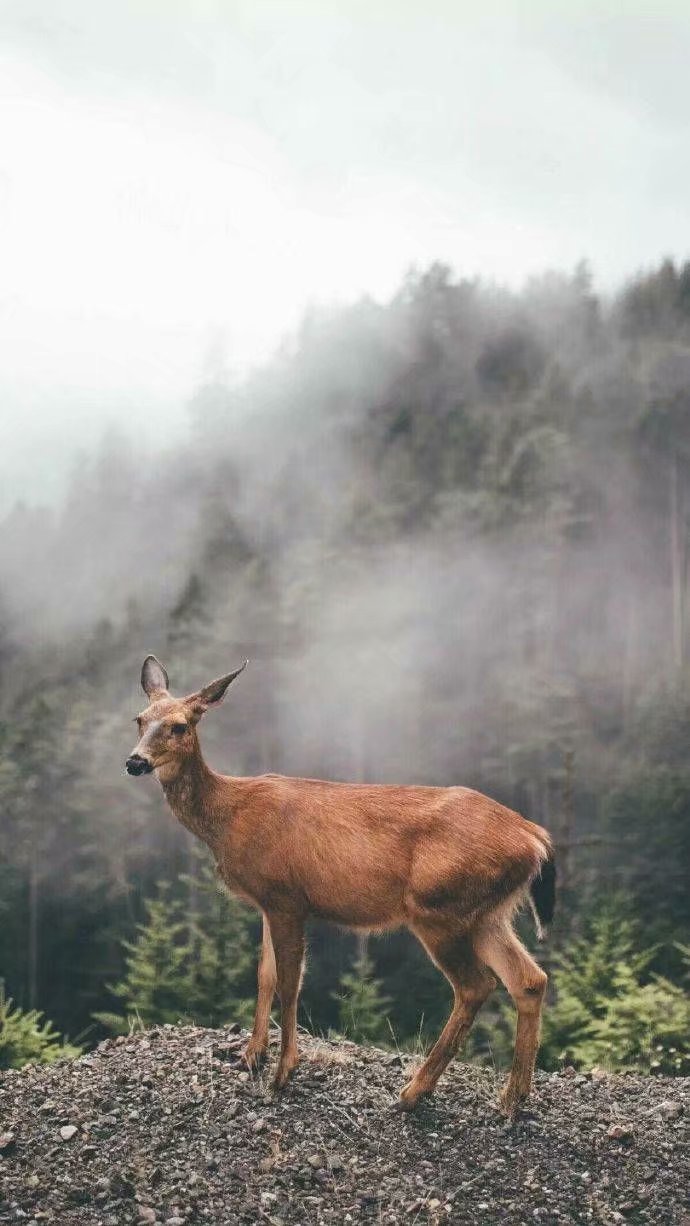 林深时见鹿