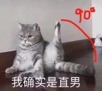 表情包 猫 动物 直男 高糊