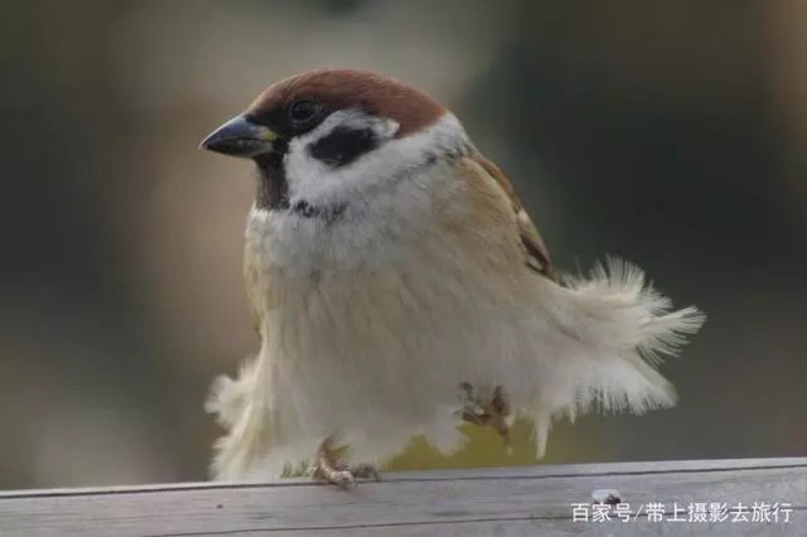 摄影师中野さとる就这么刚好拍摄到了麻雀正在甩动身体理毛的模样