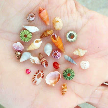 喜欢去海边收集这些美美的小贝壳