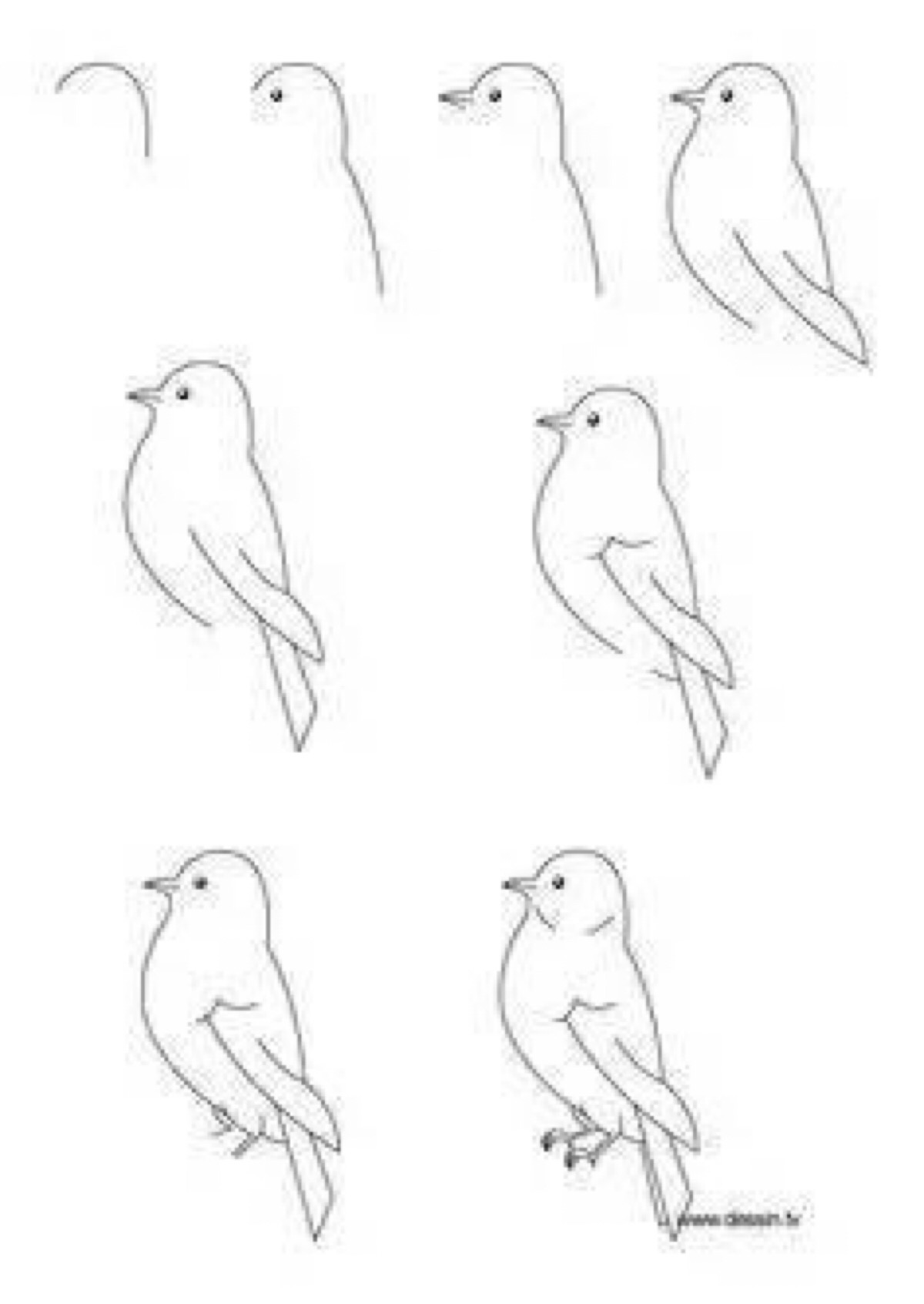 学画鸽子.