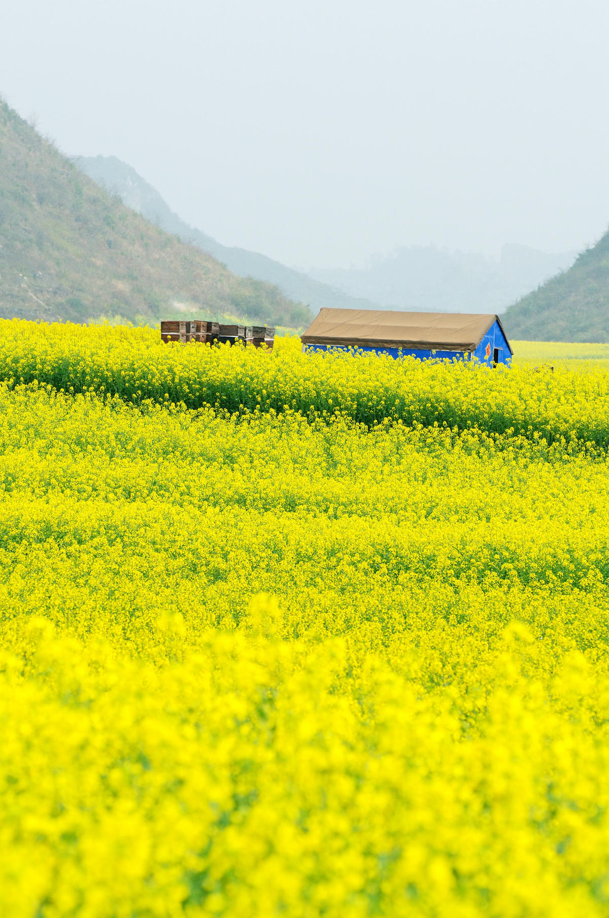 油菜花田